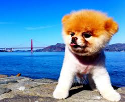 images (27)