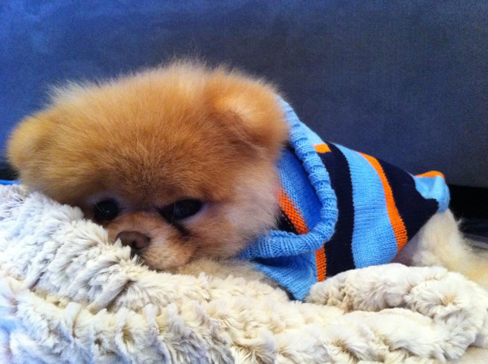 boo 3