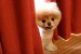 images (44)